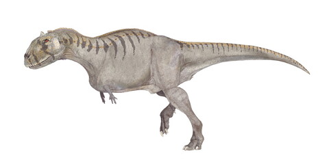 マジュンガサウルス　白亜紀後期の終り頃、現在のマダガスカルに生息していた恐竜。ケラトサウルス下目の獣脚類でアベリサウルス科。学名はマダガスカルの州都であるマジュンガ州の近くで発見されたことに因んでいる。ティラノサウルスのようなセレーションの刻まれたステーキ用ナイフのような歯を持っていた。頑丈な頸椎、軽量化された骨格をもち、全長8メートルの体格と強い筋力があり大型の獲物を捕食。