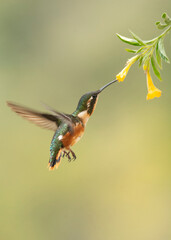 Colibrí pequeño bebiendo néctar 