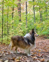 Sheltie or Shetland Sheep Dog in woods in autumn