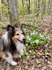 Sheltie or Shetland Sheep Dog in woods with trillium flowers