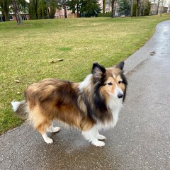 Tri-coloured Sheltie or Shetland Sheep Dog