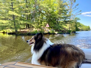 Tri-coloured Sheltie or Shetland Sheep Dog enjoying a boat ride
