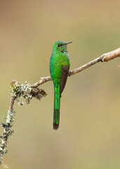 Colibrí parado full HD