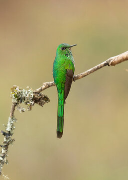 Colibr&iacute; parado full HD