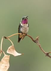White-bellied Woodstar