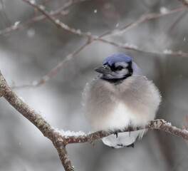 Closeup of a puffed up American Blue Jay in a snowy forest in Algonquin Park Ontario in March