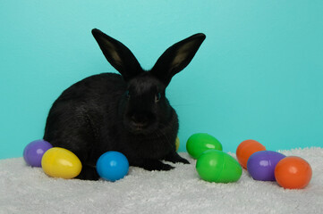 easter black bunny rabbit with eggs