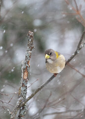 Female Evening Grosbeak bird (Hesperiphona vespertina) on a branch with snow
