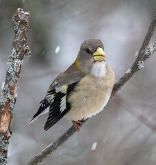 Female Evening Grosbeak bird (Hesperiphona vespertina) on a branch with snow