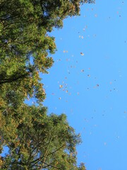 monarch butterflies against blue sky and tree in Mexico