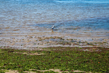 seaweed and seagull on the beach at low tide