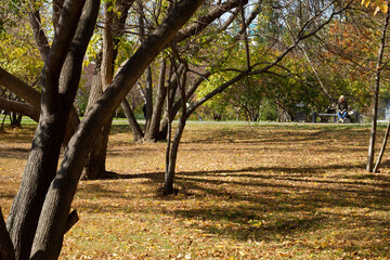autumn in the park
