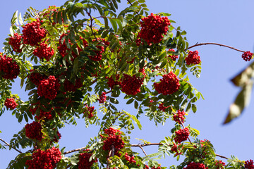 red berries on a tree