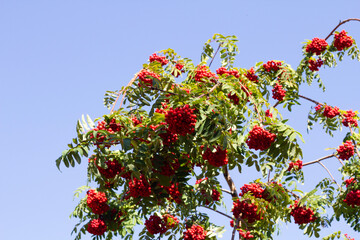 red berries on a tree