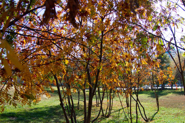 autumn tree in the park