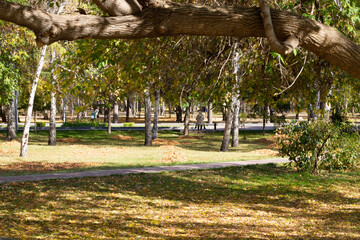 trees in the park