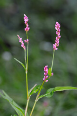 イヌタデ（北海道・知床）
