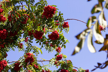 red berries on a tree