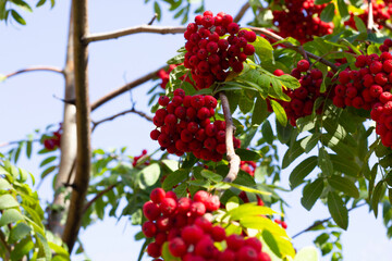 red berries on a branch