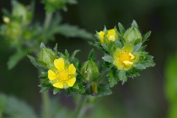 エゾノミツモトソウ（北海道・鶴居村）  © 愛 高行