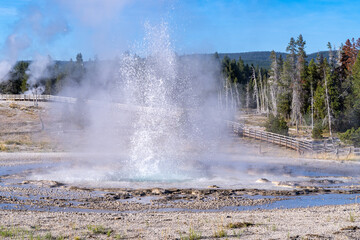 Obraz na płótnie Canvas Sawmill Geyser erupts in Yellowstone National Park USA