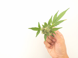 Hand holding of a marijuana buds flower over white background