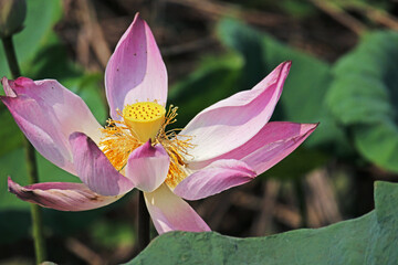The lotus field in the pond