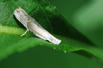 A fly insect on leaf