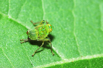 A green insect on leaf
