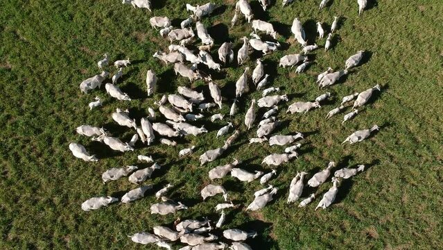 top view of nellore cattle herd on green pasture in Brazil