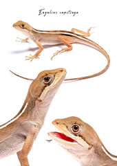 cerrado's lizard on white background