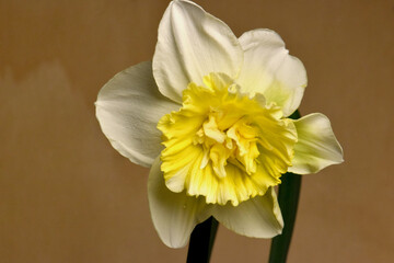 Ice King Daffodil Mandala 01