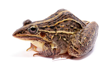 toad isolated on white background