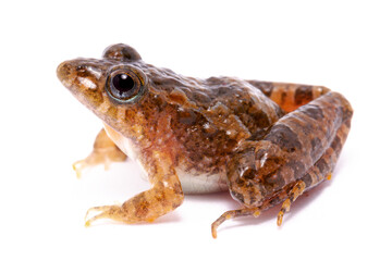 frog isolated on white