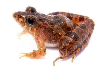 toad isolated on white