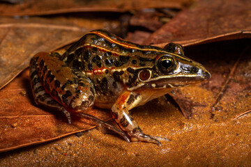 frog on the ground