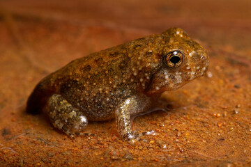 imago of frog