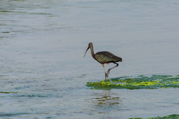 Glossy Ibis