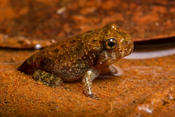 imago of frog