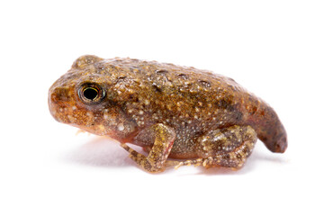 imago frog isolated on white background