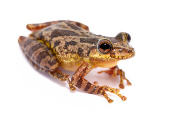 Fototapeta premium tree frog isolated on white background