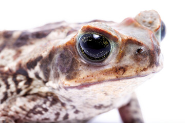 frog isolated on white background
