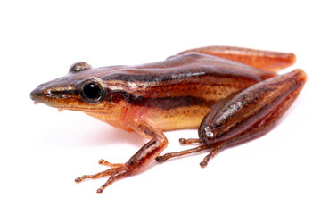 tree frog isolated on white background