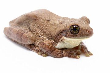 tree frog isolated on white background