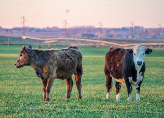 cows grazing in a field