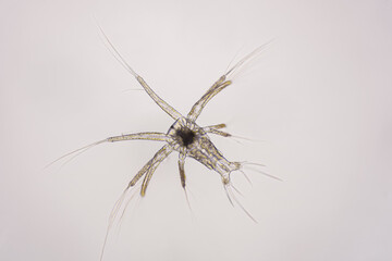 Closeup nauplius stage of vannamei shrimp in light microscope, Shrimp larvae under a microscope,...