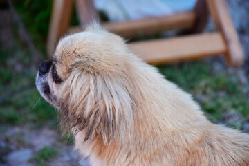 Pekingese dog posing for the camera