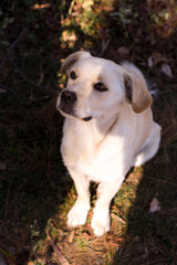 White dog posing at the camera