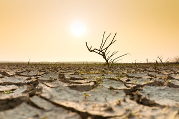 Dead tree on dry cracked earth, Metaphor Climate change, Lack of fresh water and water crisis