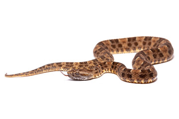 lancehead fer de lance cotton mouth